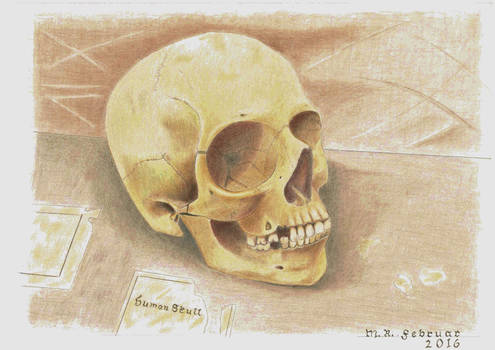 Human Skull