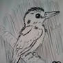 Cute Bird sketch