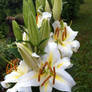 White Flower