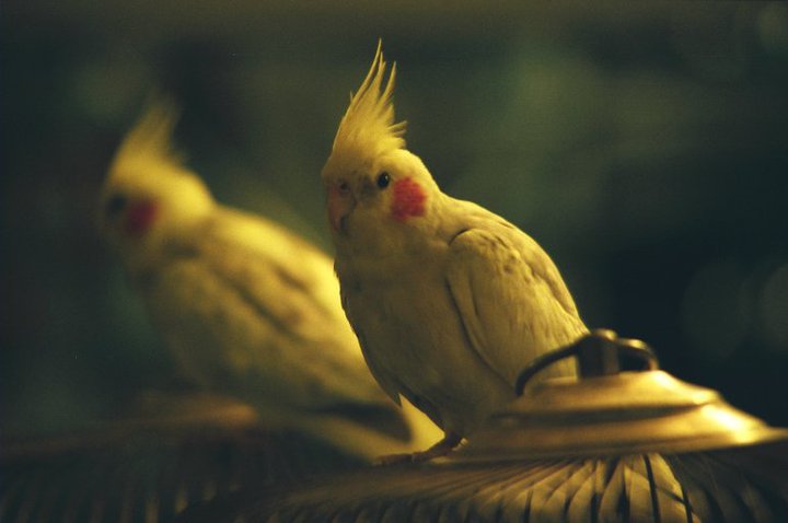 bird coiffeur