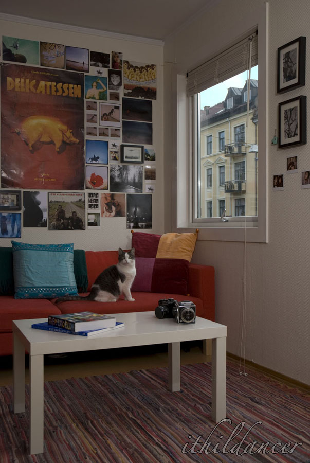 Interior with cat