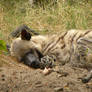 Striped Hyena 5