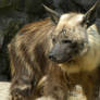 Brown Hyena 9