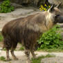 Brown Hyena 14