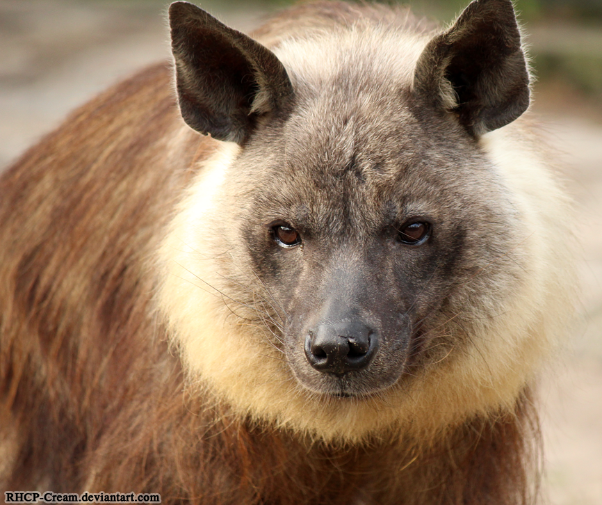 Portrait De Une Hyene By Rhcp Cream On Deviantart Portrait De Une Hyene By Rhcp Cream On Deviantart