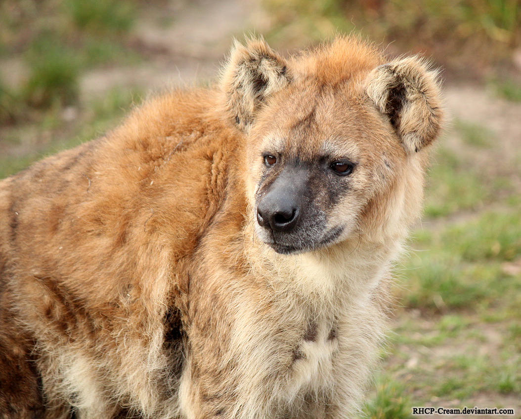 Spotted Hyena Portrait