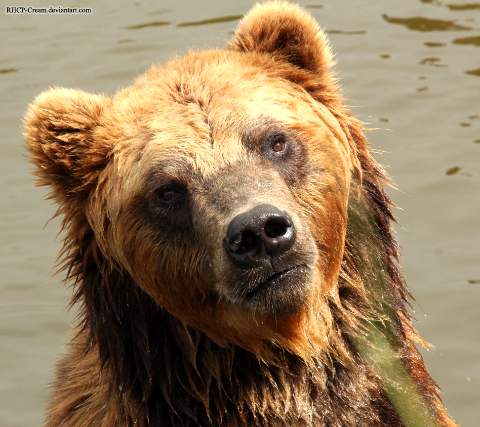 Bear Portrait