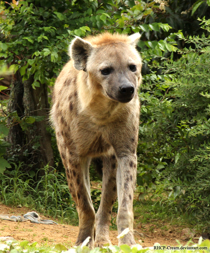 Coming Hyena