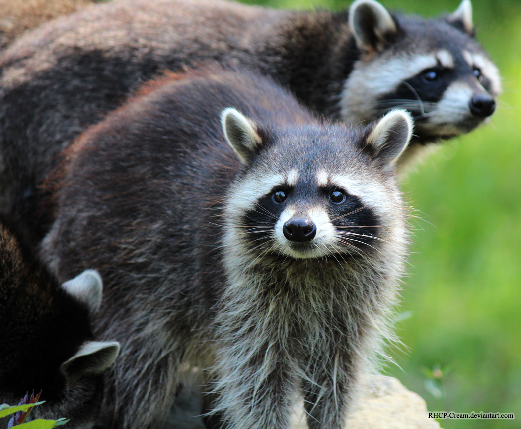 Raccoons