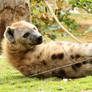 Spotted Hyena 04