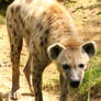 Spotted Hyena 08