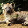Spotted Hyena 09