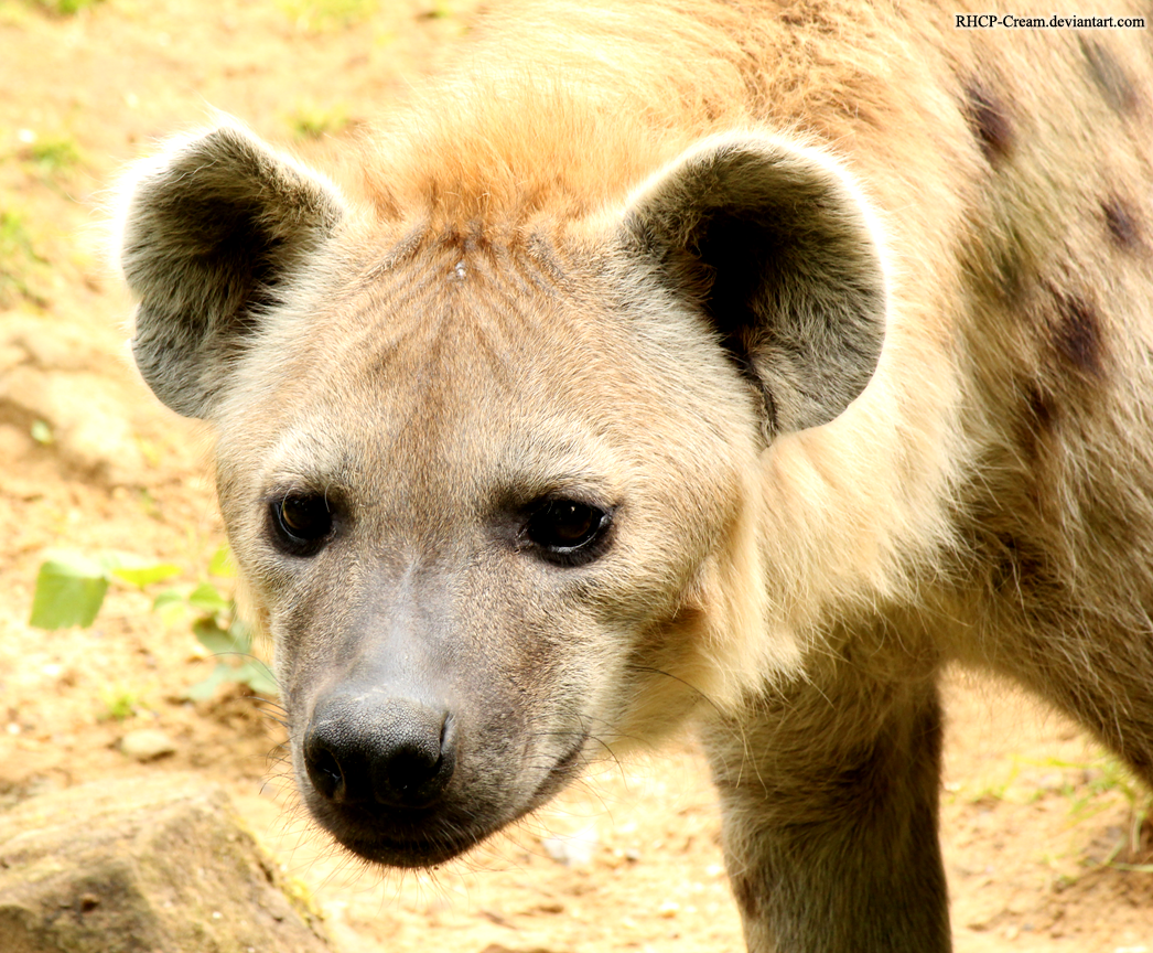 Spotted Hyena 10