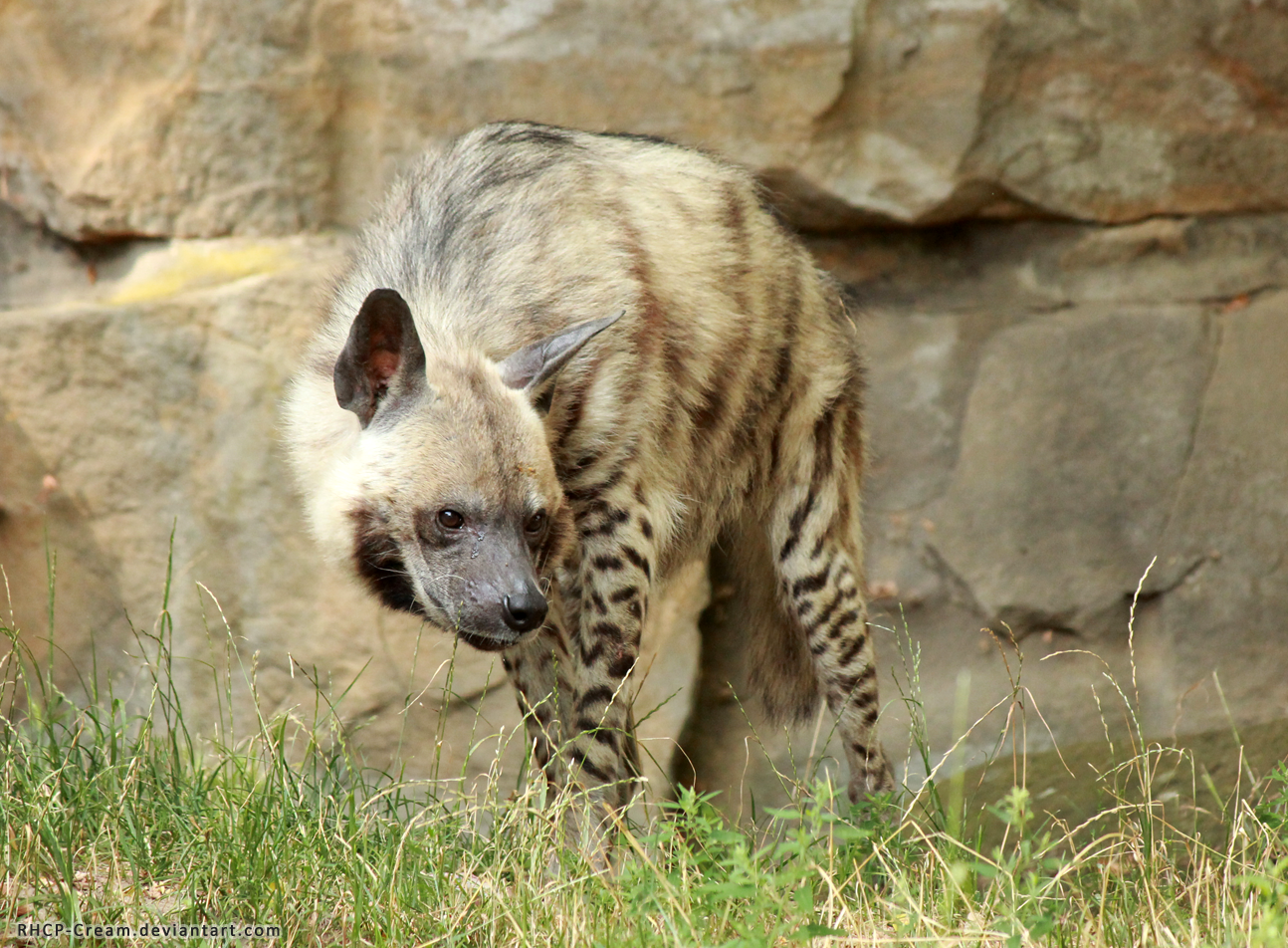 Striped Hyena 01