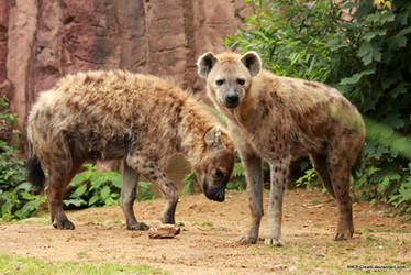 Spotted Hyena 14