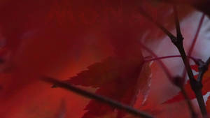Crimson Leaves