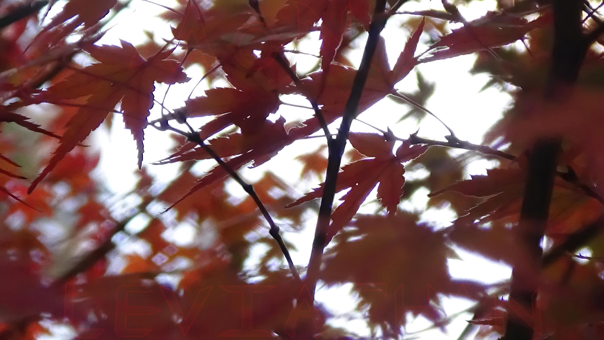 Autumn Leaves