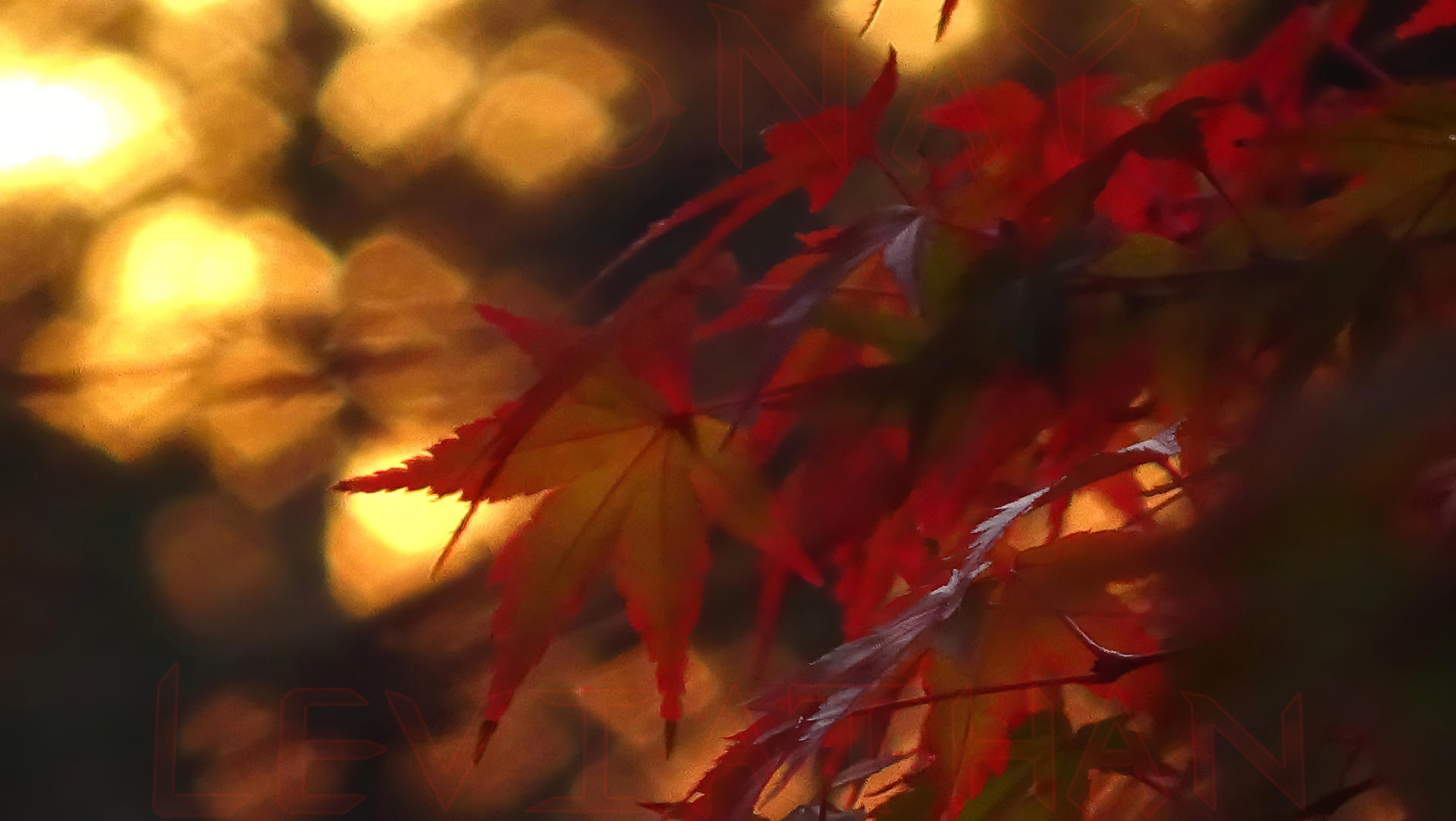 Autumn Evening