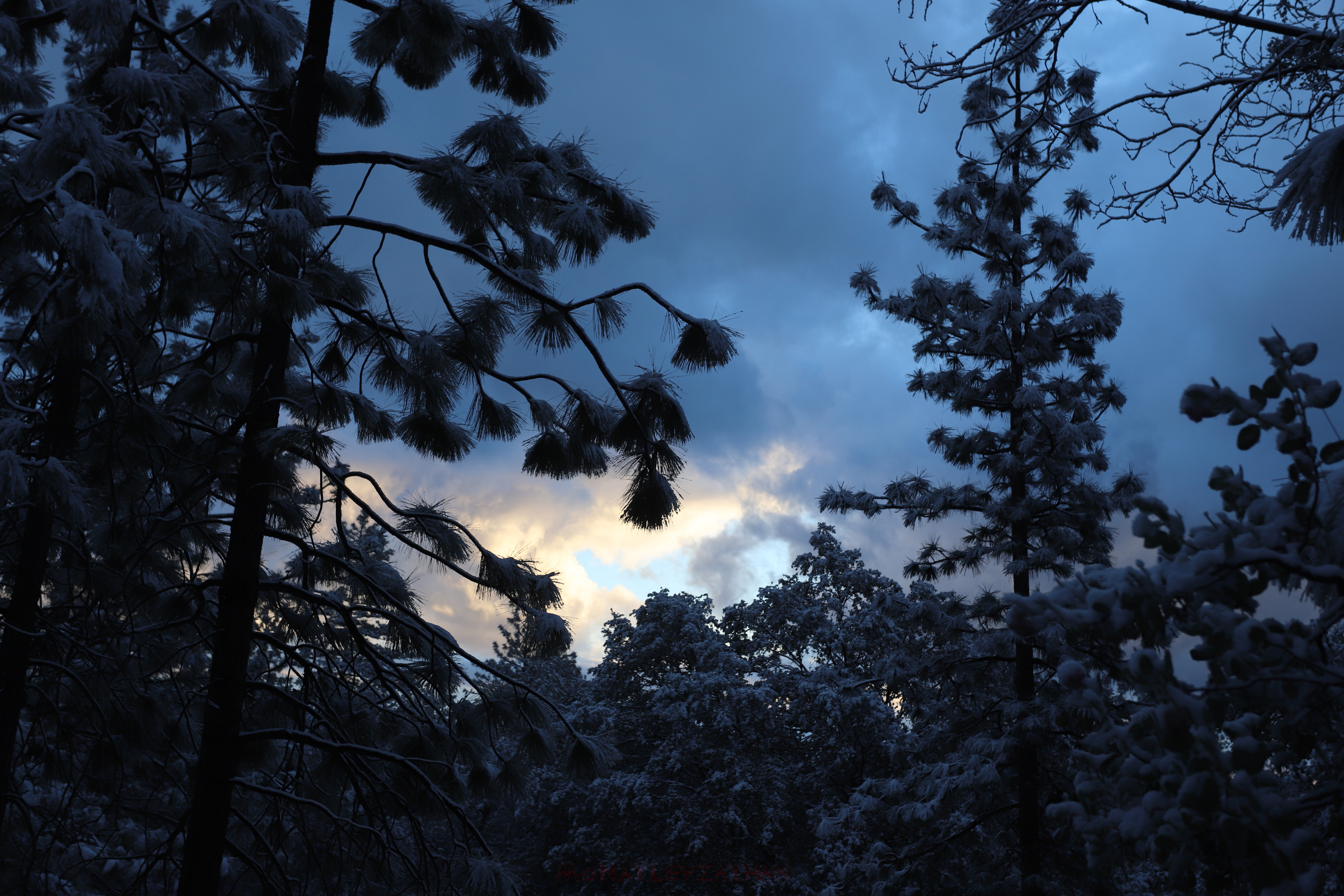 Photogenic Snow
