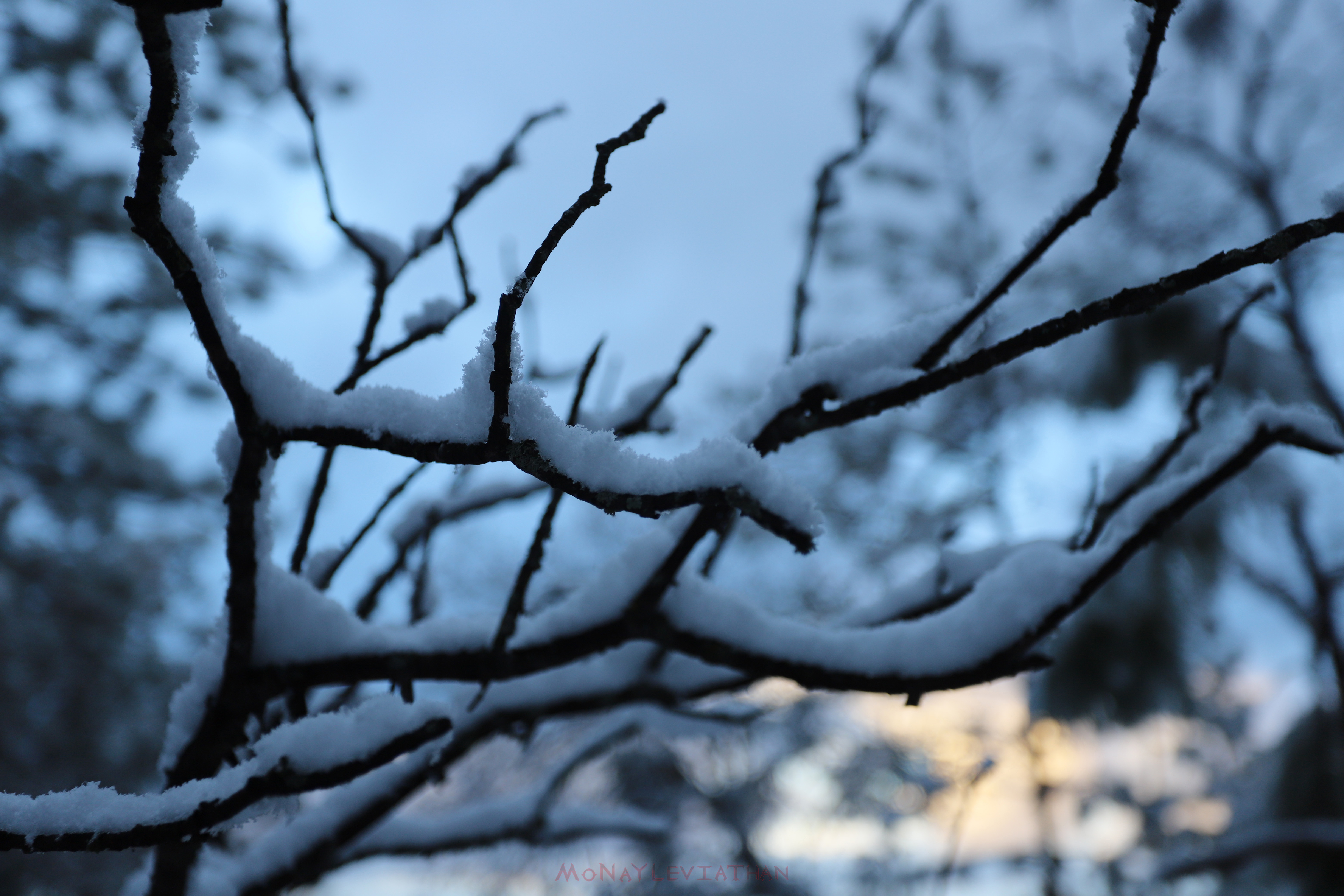 Photogenic Snow