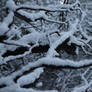 Bright White Snow On Dark Branches