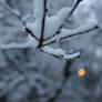 Cinematic Icy Snow Covered Twigs