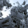 Snow Buildup On Leaves