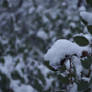 Snow Buildup On Leaves