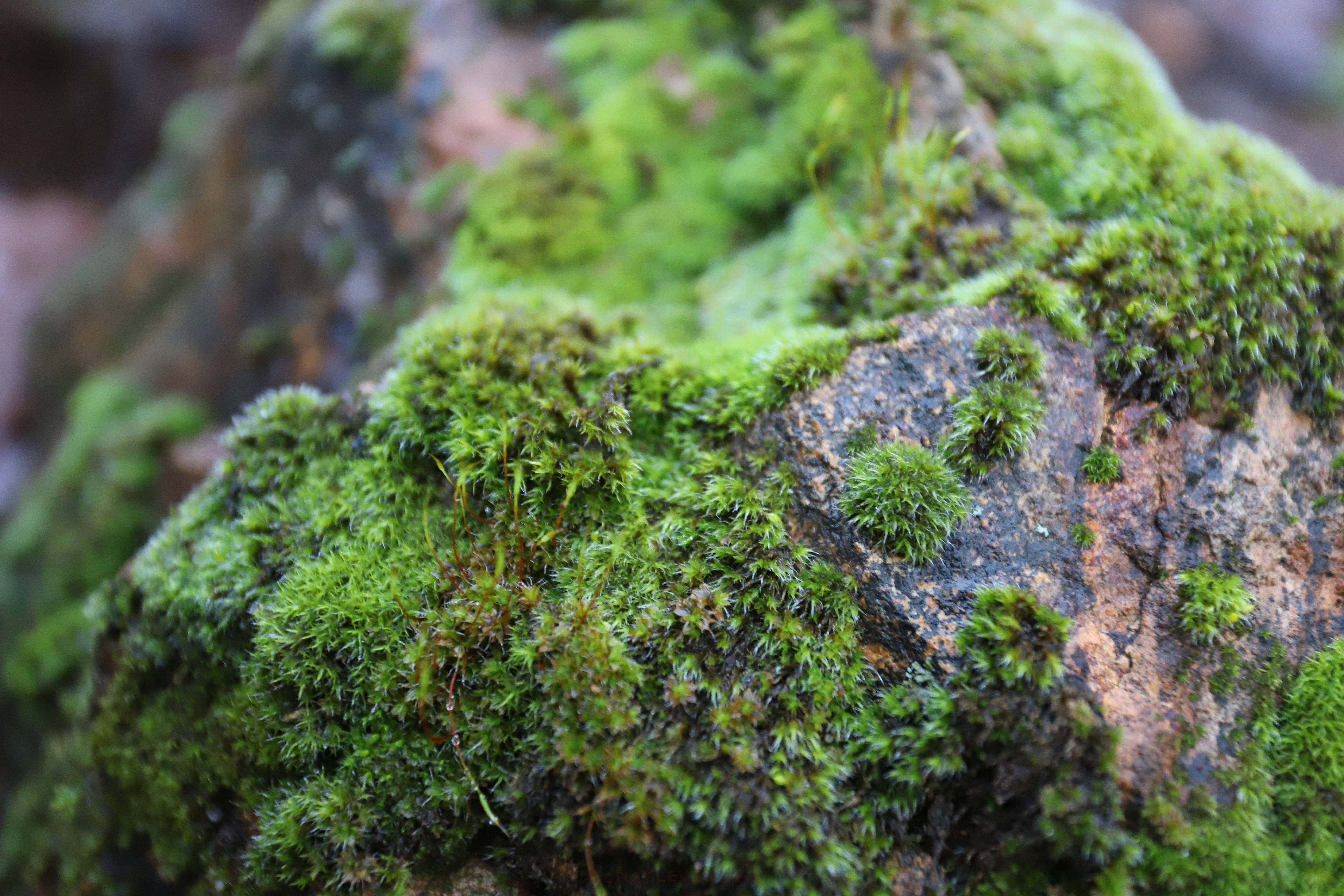 Damp Winter Moss On Rock