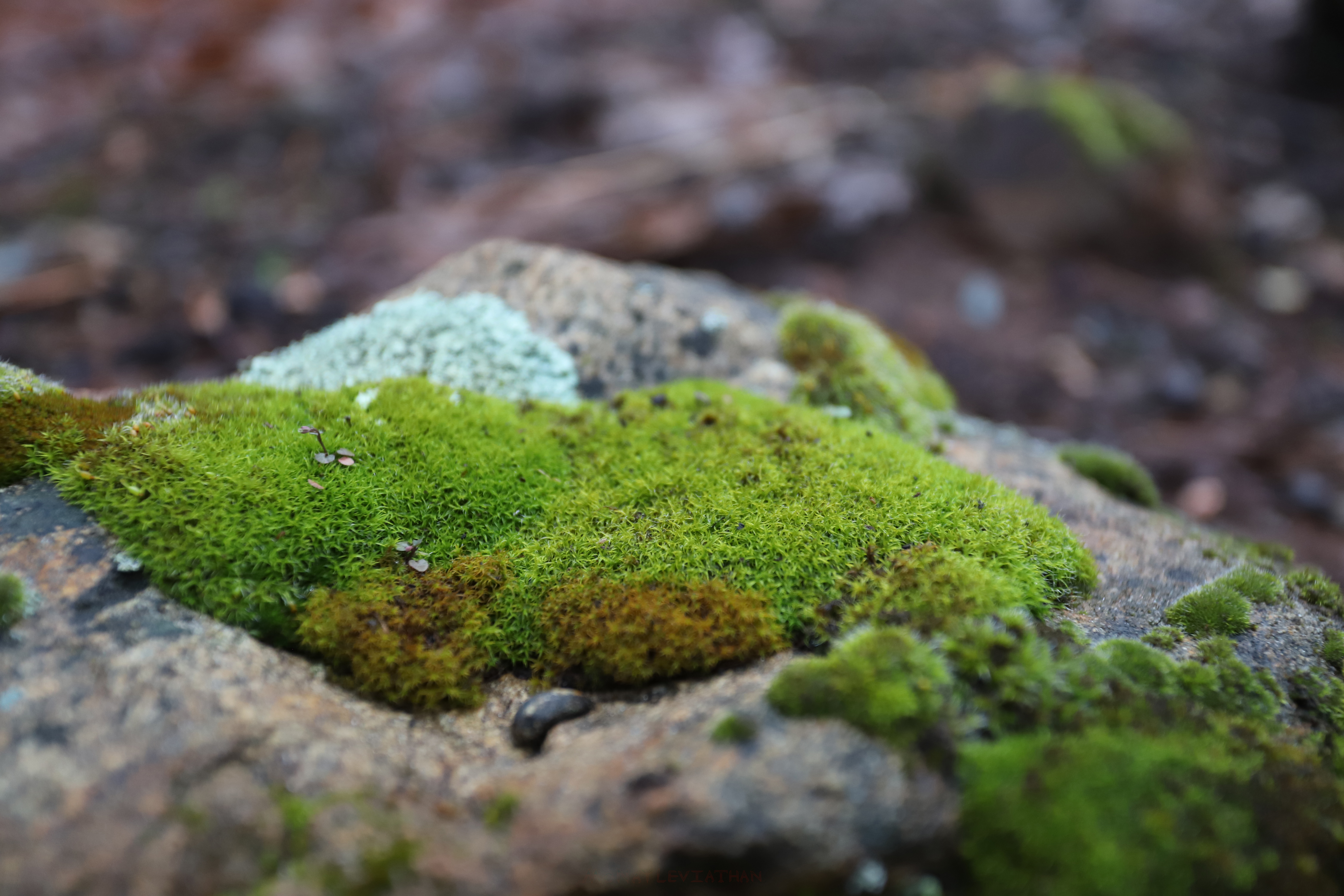 Lush Damp Mossy Rock