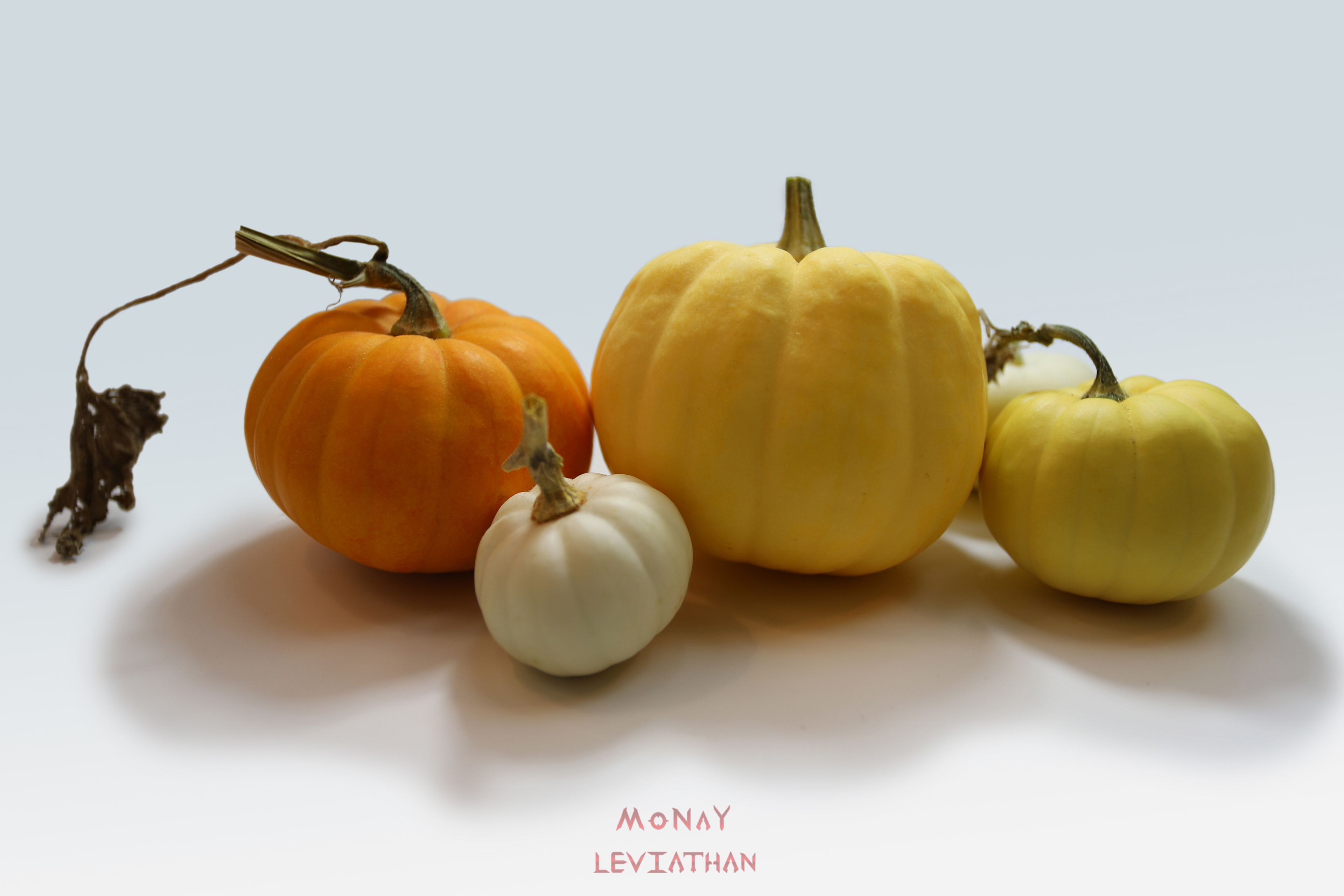 Autumn Pumpkins Poster
