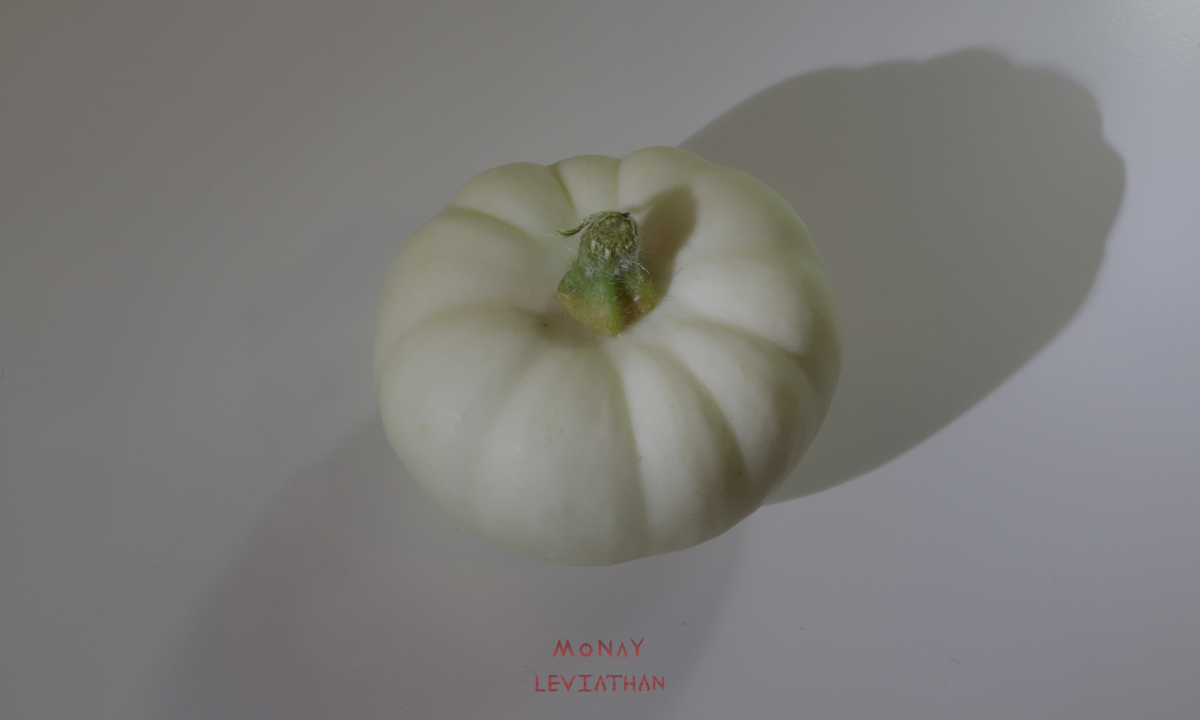Small White Pumpkin 2023