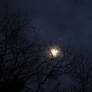 Creepy Winter Moon At Night