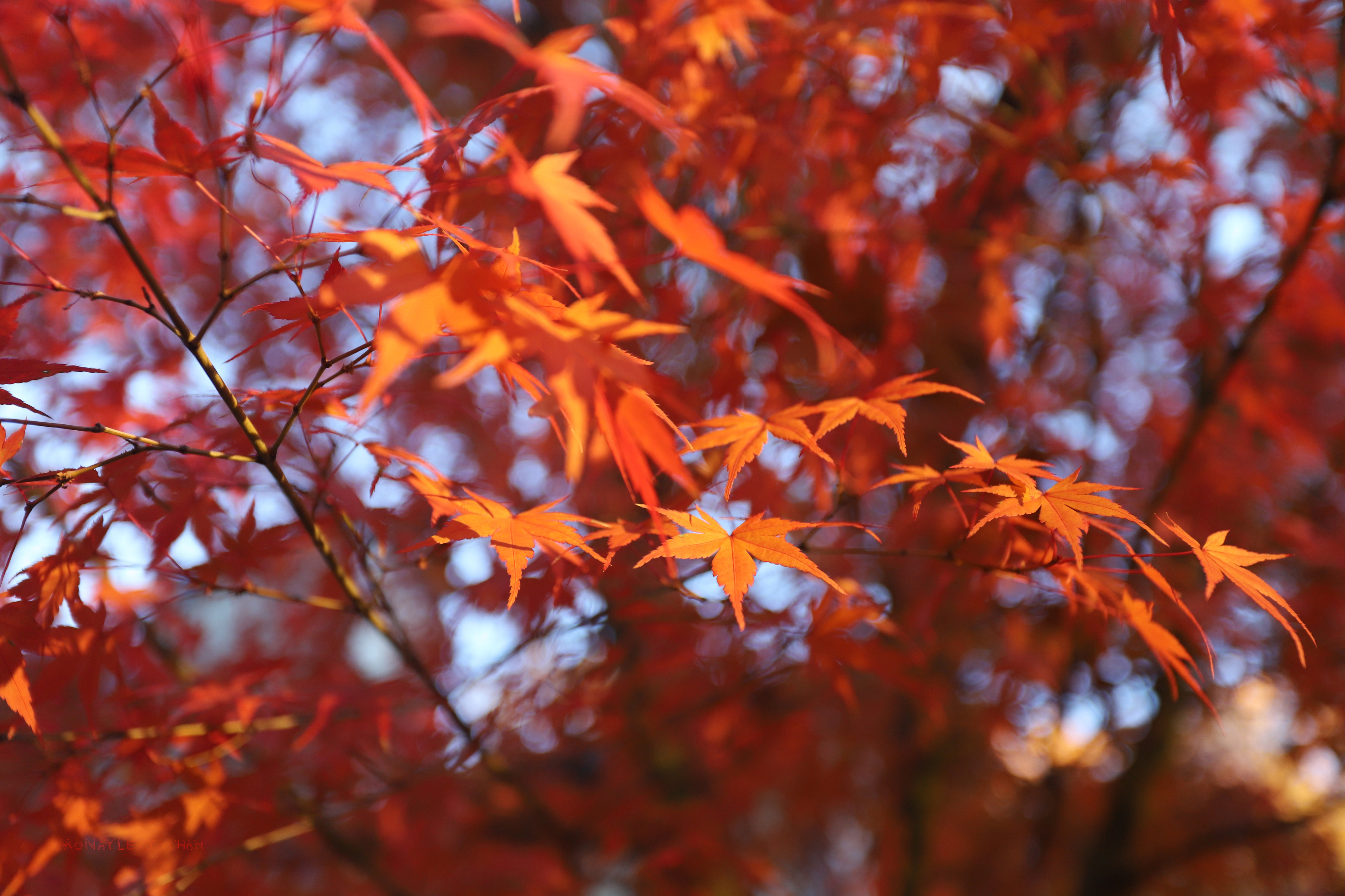 Golden Orange Fall Maple Leaves