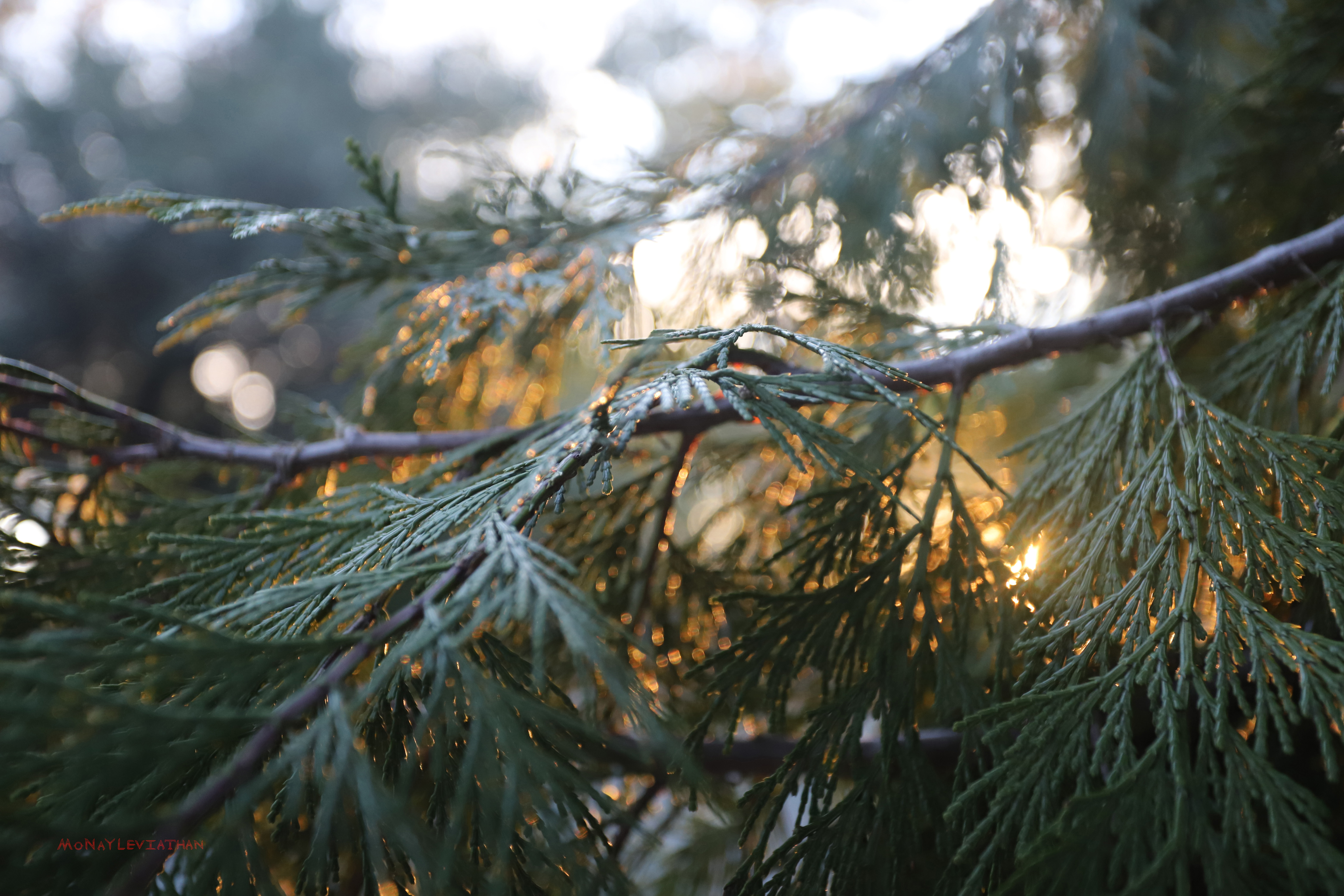 Green Cedar Closeup