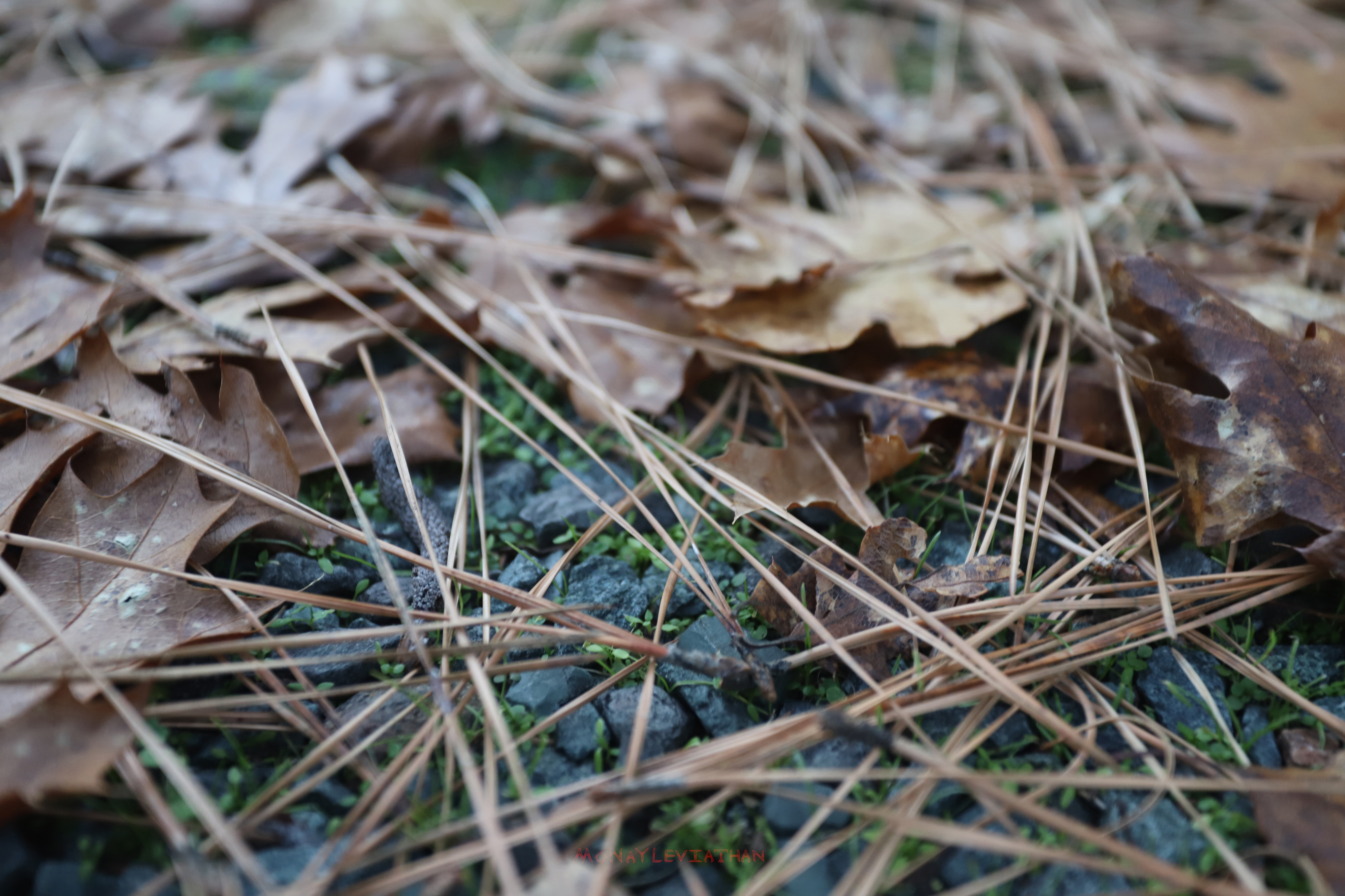 Closeup Natural Leaves