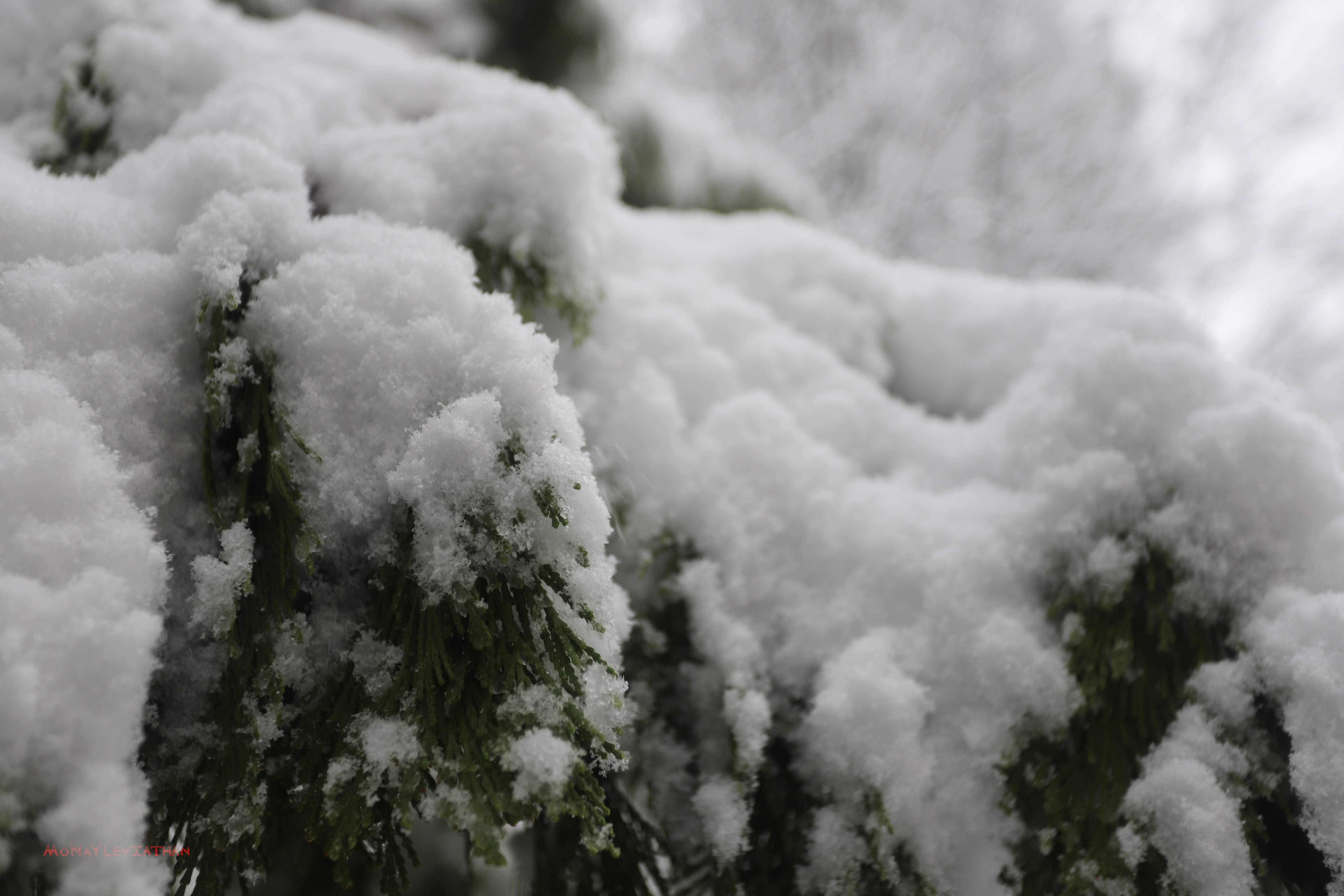 Snow Buildup On Leaves
