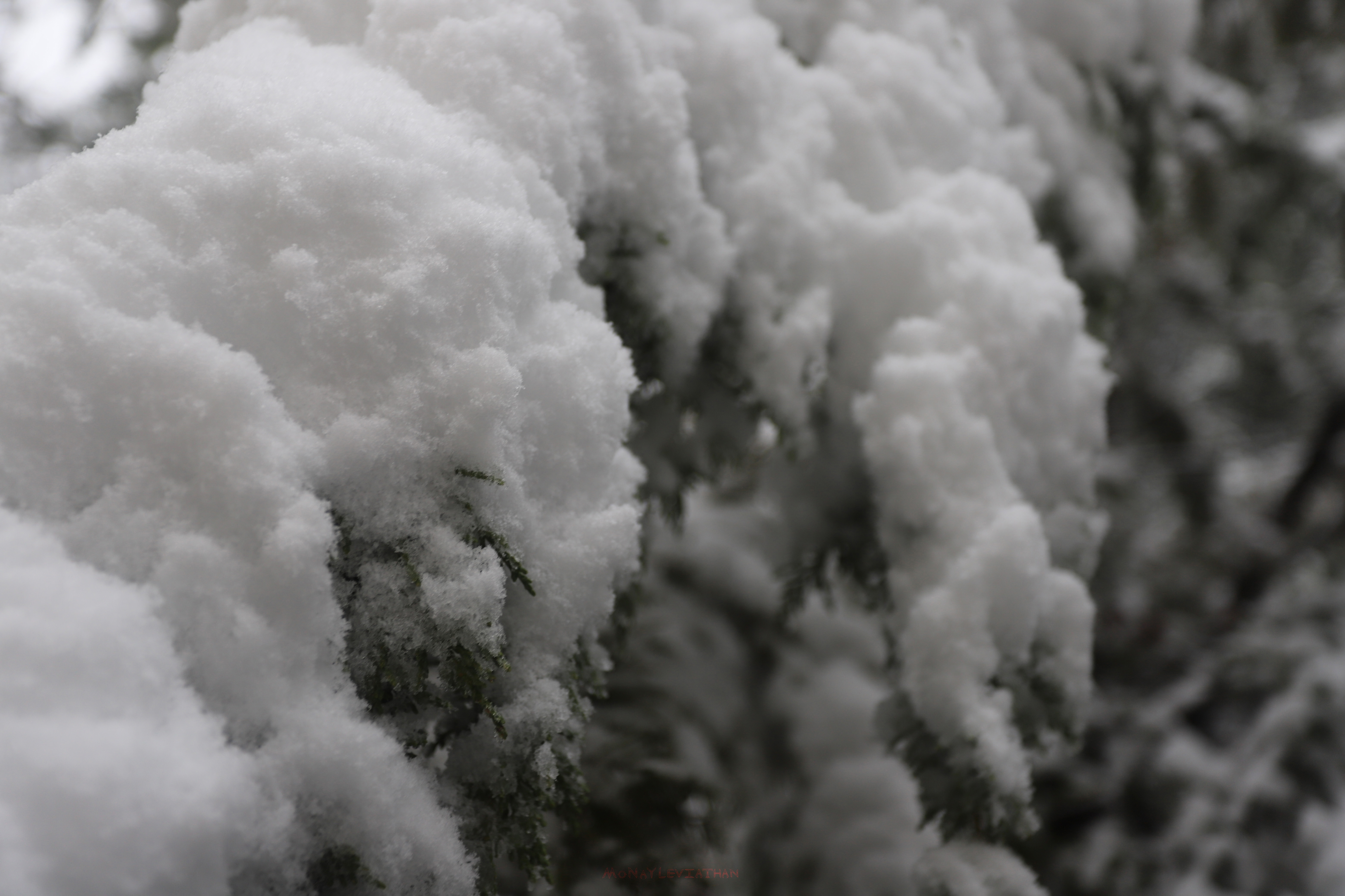 Snow Layer On Leaves