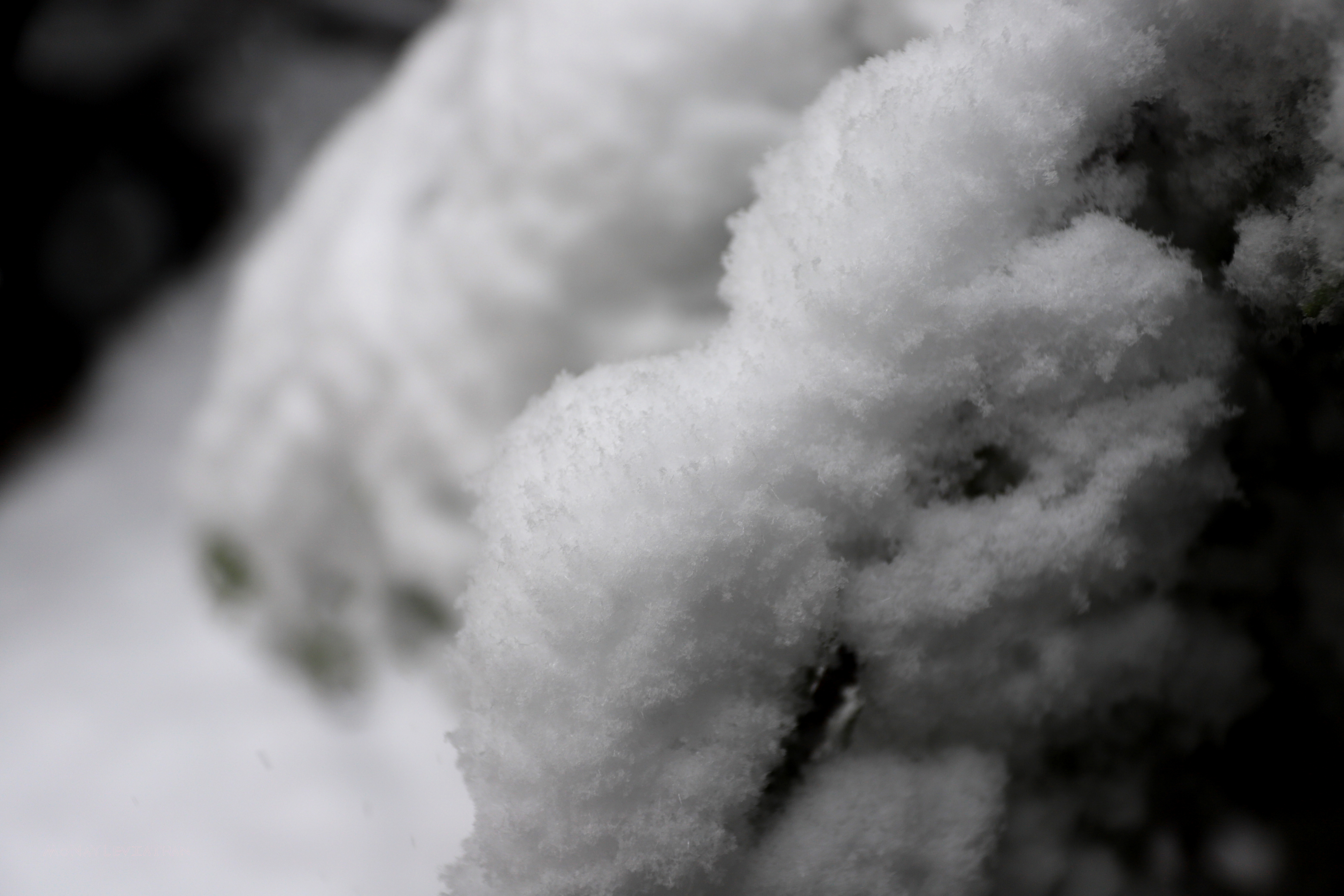 Snow Buildup On Leaves
