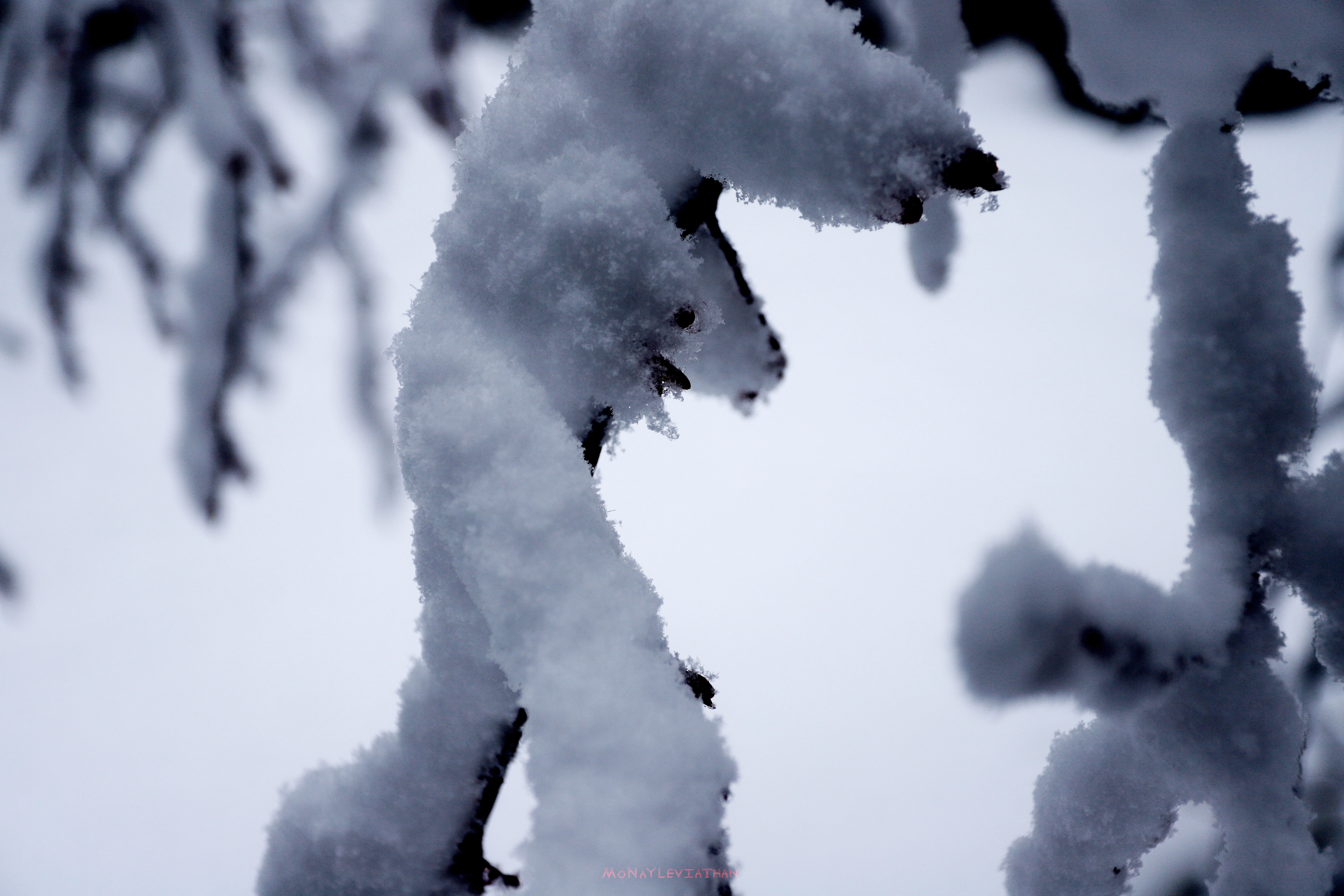 Perfect Snowy Day