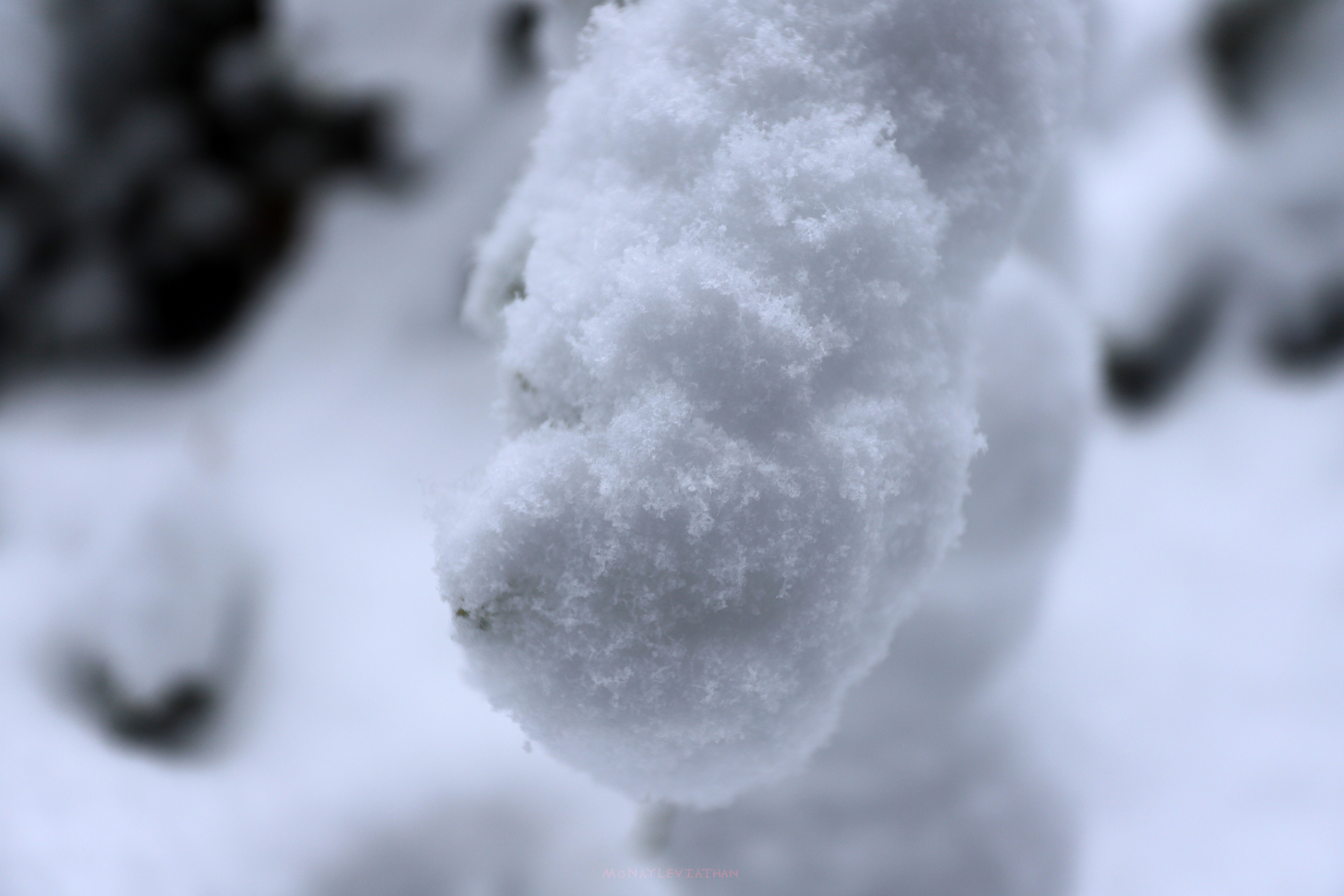 Snowy Encrustation