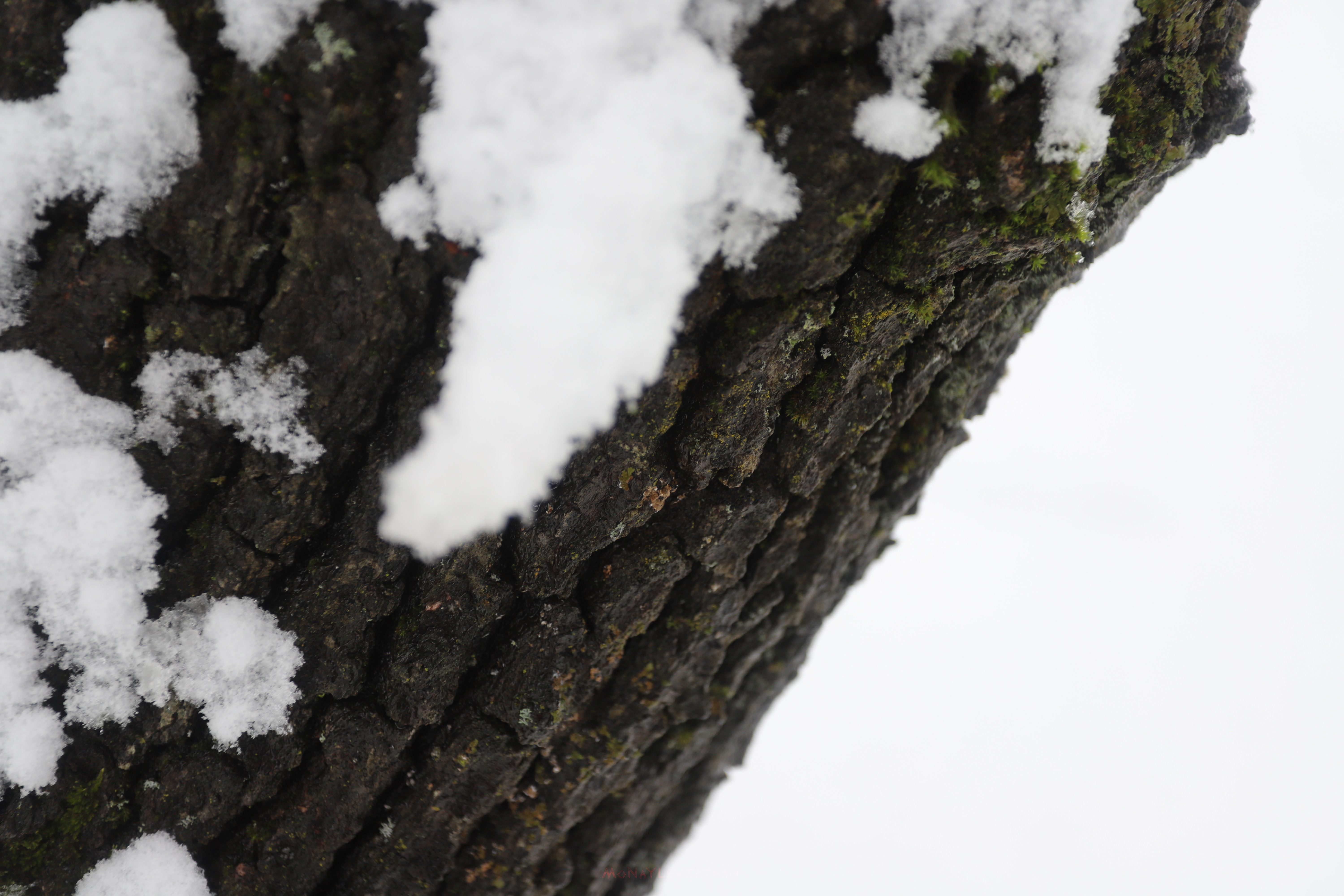 Bright White Snow On The Tree