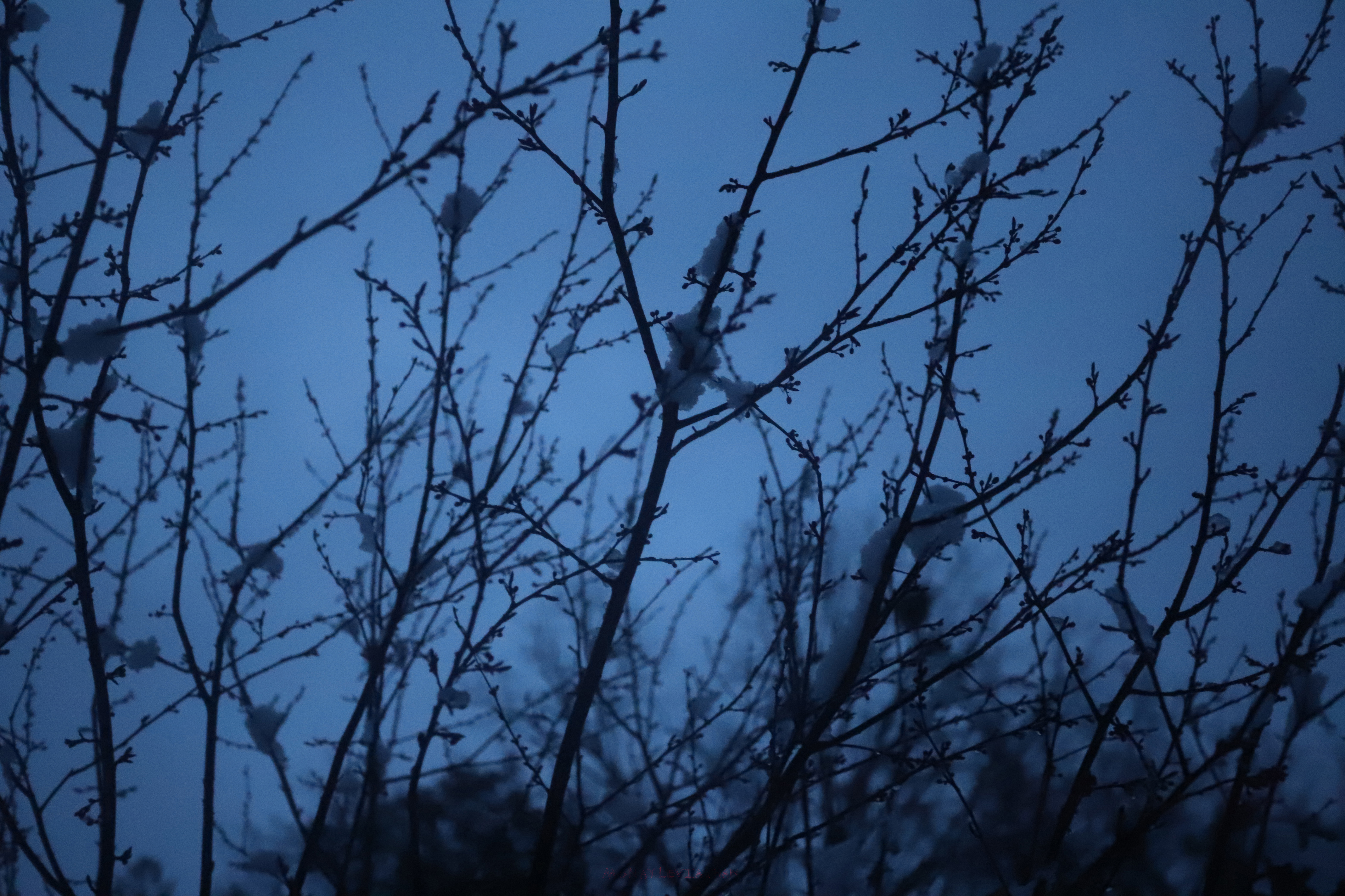 Blue Dark Solemn Mysterious Snowy Winter Nightfall