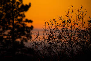 Dark Spooky Trees Sunset