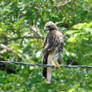 Guaraguao de Bosque