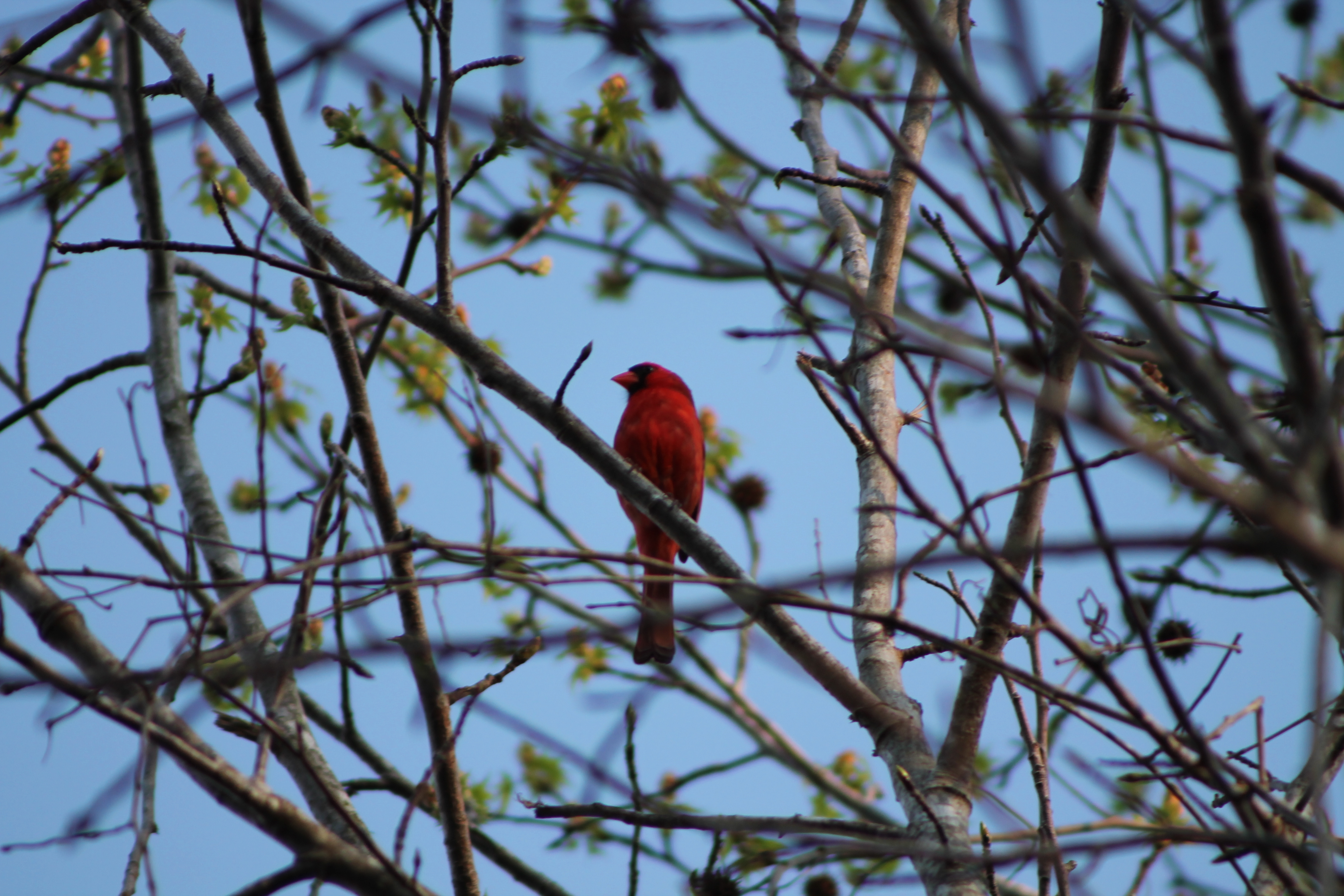 Red Cardinal