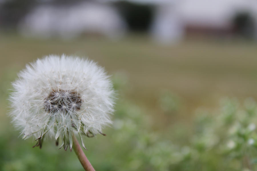 Dandelion seed