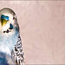 Budgie