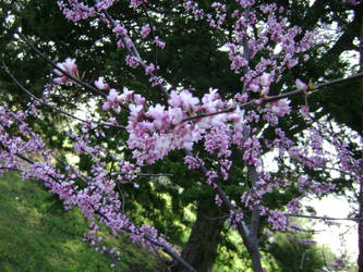 flowery tree