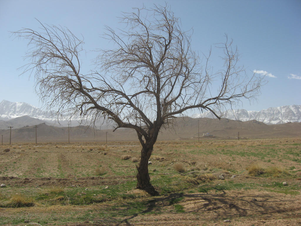 Alone Tree